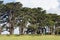 Stunning Cypress alley at Point Reyes National Seashore, California, United States. Fairytale trees in the beautiful day