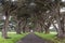 Stunning Cypress Tree Tunnel at Point Reyes National Seashore, California, United States. Fairytale trees in the beautiful day