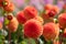 Stunning dahlias, photographed in a garden near St Albans, Hertfordshire, UK in late summer on a cloudy day.