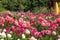 Stunning dahlias, photographed in a garden near St Albans, Hertfordshire, UK in late summer on a cloudy day.