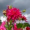 Stunning dahlias, photographed in a garden near St Albans, Hertfordshire, UK in late summer on a cloudy day.