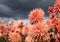 Stunning dahlias, photographed in a garden near St Albans, Hertfordshire, UK in late summer on a cloudy day.