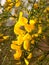 Stunning Dangling Golden Gorse Flower Petals And Heads in the Br