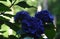 Stunning Dark Blue Cluster of Flowering Hydrangeas