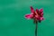 Stunning dark pink dahlia bud starting to open. Floral background with copy space. Dahlia flower on green background.