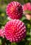 Stunning dark pink dahlia flowers by the name Polventon Kristobel, photographed with a macro lens at RHS Wisley, Surrey UK