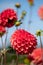 Stunning dark pink dahlia flowers by the name Zundert Mystery Fox, photographed with a macro lens at RHS Wisley, Surrey UK