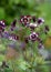 Stunning dark pink and white aquilegia columbine flowers, photographed in Dunvegan, Isle of Skye, Scotland UK.