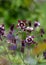 Stunning dark pink and white aquilegia columbine flowers, photographed in Dunvegan, Isle of Skye, Scotland UK.