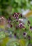 Stunning dark pink and white aquilegia columbine flowers, photographed in Dunvegan, Isle of Skye, Scotland UK.