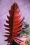 Stunning deep red color and variegated leaf of Philodendron Caramel Marble