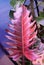 Stunning deep red color and variegated leaf of Philodendron Caramel Marble