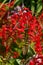 Stunning Deep Red Montbretia Flowers.