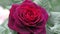 stunning deep red-purple rose blossom in garden. close up. cloudy day