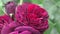 stunning deep red-purple rose blossom in garden. close up. cloudy day