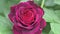 stunning deep red-purple rose blossom in garden. close up. cloudy day