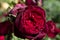 stunning deep red-purple rose flowering in garden at sunny day. close up