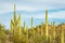 Stunning desert landscape with cacti and rolling sand dunes, highlighted by several large rocks