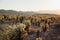 Stunning desert landscape view of Joshua Tree National Park in southern California at sunset