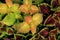 Stunning detail in varieties of Coleus plants