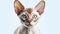 A stunning Devon Rex cat with a soft curly coat and striking blue eyes