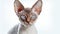 A stunning Devon Rex cat with a soft curly coat and striking blue eyes