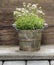 Stunning dianthus flower in a flower pot