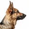 Stunning Digital Portrait Of German Shepherd Dog - National Geographic Style