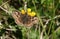 A stunning Dingy Skipper Butterfly Erynnis tages nectaring on a Bird`s-foot-trefoil flower Lotus corniculatus.