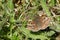 A stunning Dingy Skipper Butterfly Erynnis tages perching on vegetation on the ground.