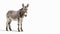 Stunning Donkey on isolated white background