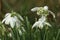 Stunning double Snowdrops blowing gently in the cold winter breeze.