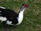 A stunning Drake is seen in a park in Silvassa, Dadra & Nagar Haveli, India