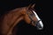 Stunning dressage chestnut budyonny gelding horse in bridle isolated on black background