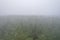 A stunning drone photo of a summer forest shrouded in thick fog. The mist creates a serene and tranquil setting, with an