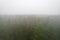 A stunning drone photo of a summer forest shrouded in thick fog. The mist creates a serene and tranquil setting, with an