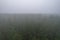 A stunning drone photo of a summer forest shrouded in thick fog. The mist creates a serene and tranquil setting, with an