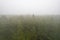 A stunning drone photo of a summer forest shrouded in thick fog. The mist creates a serene and tranquil setting, with an