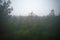 A stunning drone photo of a summer forest shrouded in thick fog. The mist creates a serene and tranquil setting, with an