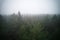 A stunning drone photo of a summer forest shrouded in thick fog. The mist creates a serene and tranquil setting, with an