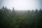 A stunning drone photo of a summer forest shrouded in thick fog. The mist creates a serene and tranquil setting, with an