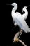Stunning Egret birds