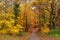 Stunning English autumn forest colours with path