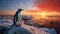 Stunning Ethical Concerns: Penguin On Ice With Beautiful Sunset