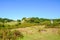 Stunning Fanal in Madeira Island, Portugal. Located in the plateau of Paul da Serra surrounded by the Laurissilva Forest. Old