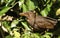 A stunning female Blackbird Turdus merula perched on Ivy and eating one of its berries which it has in its beak.