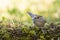 A stunning female Blackcap, Sylvia atricapilla, in the wild