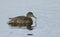 A stunning female Gadwall Anas strepera swimming on a lake feeding on weed.