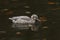 A stunning female Ringed teal Callonetta leucophrys swimming and feeding on a lake.