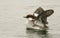 A stunning female Smew Mergus albellus flapping its wings whilst swimming in a lake.